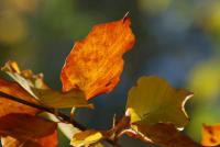 Bifogad bild: DSC_0031.JPG